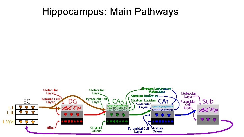 Hippocampus: Main Pathways Molecular Layer L III EC Granule Cell Layer Molecular Layer DG Hippocampus: Main Pathways Molecular Layer L III EC Granule Cell Layer Molecular Layer DG