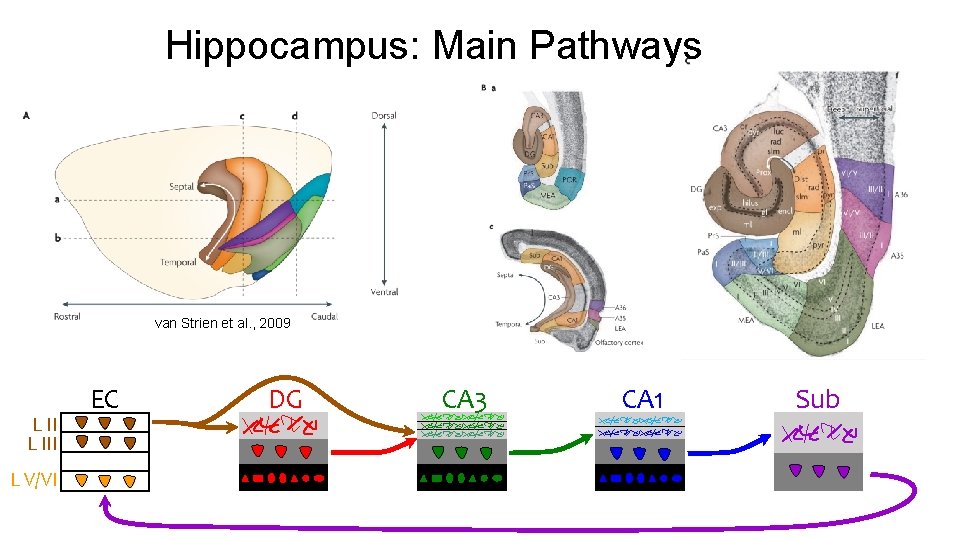 Hippocampus: Main Pathways van Strien et al. , 2009 L III L V/VI EC Hippocampus: Main Pathways van Strien et al. , 2009 L III L V/VI EC