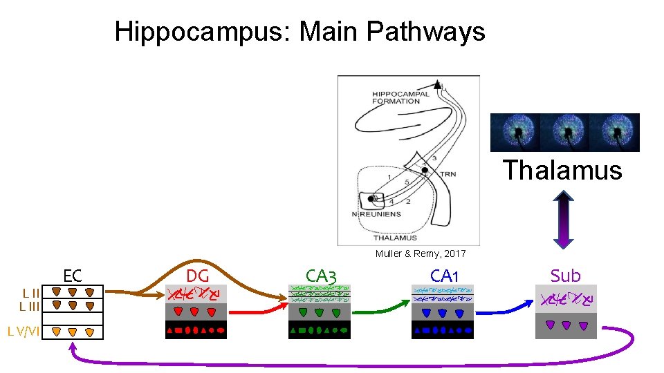 Hippocampus: Main Pathways Thalamus Muller & Remy, 2017 L III L V/VI EC DG Hippocampus: Main Pathways Thalamus Muller & Remy, 2017 L III L V/VI EC DG
