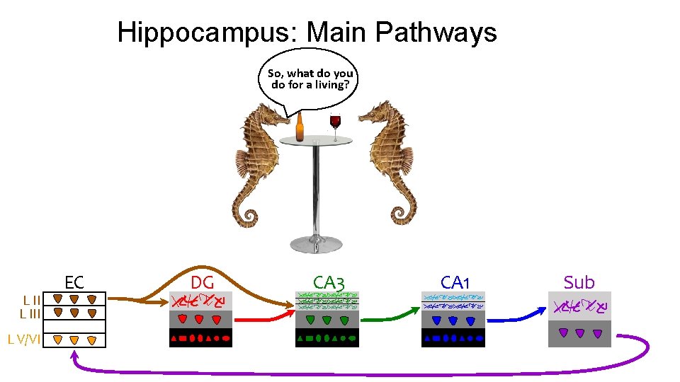 Hippocampus: Main Pathways So, what do you do for a living? L III L Hippocampus: Main Pathways So, what do you do for a living? L III L
