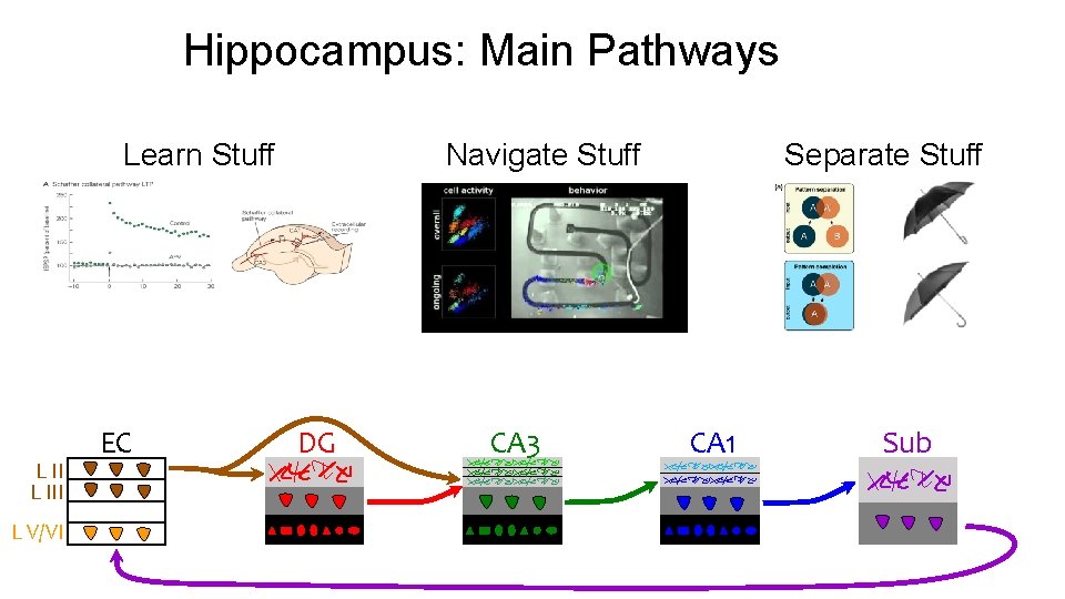 Hippocampus: Main Pathways Learn Stuff L III L V/VI EC Navigate Stuff DG CA Hippocampus: Main Pathways Learn Stuff L III L V/VI EC Navigate Stuff DG CA