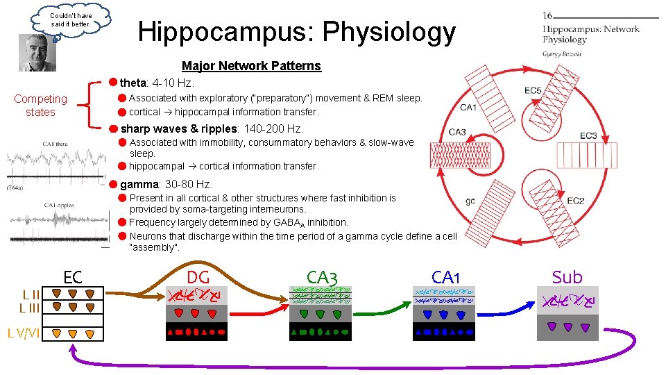 Couldn’t have said it better. Hippocampus: Physiology Major Network Patterns theta: 4 -10 Hz. Couldn’t have said it better. Hippocampus: Physiology Major Network Patterns theta: 4 -10 Hz.