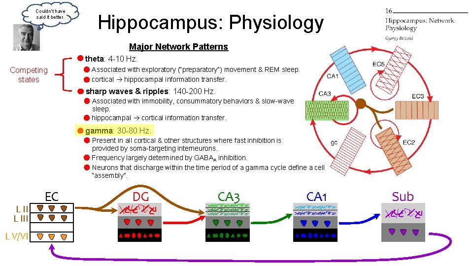 Couldn’t have said it better. Hippocampus: Physiology Major Network Patterns theta: 4 -10 Hz. Couldn’t have said it better. Hippocampus: Physiology Major Network Patterns theta: 4 -10 Hz.
