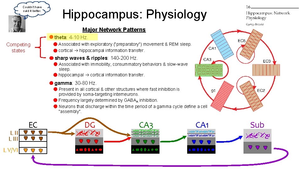 Couldn’t have said it better. Hippocampus: Physiology Major Network Patterns theta: 4 -10 Hz. Couldn’t have said it better. Hippocampus: Physiology Major Network Patterns theta: 4 -10 Hz.