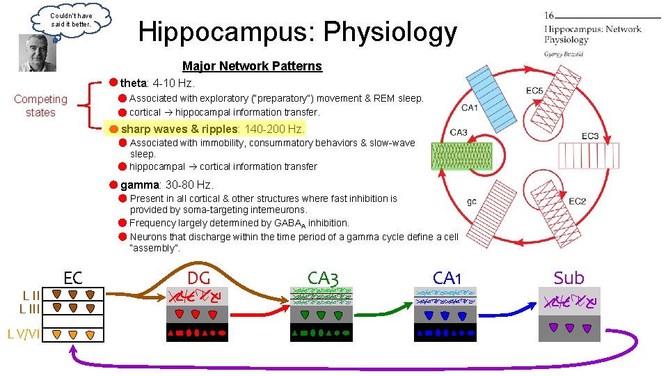 Couldn’t have said it better. Hippocampus: Physiology Major Network Patterns theta: 4 -10 Hz. Couldn’t have said it better. Hippocampus: Physiology Major Network Patterns theta: 4 -10 Hz.