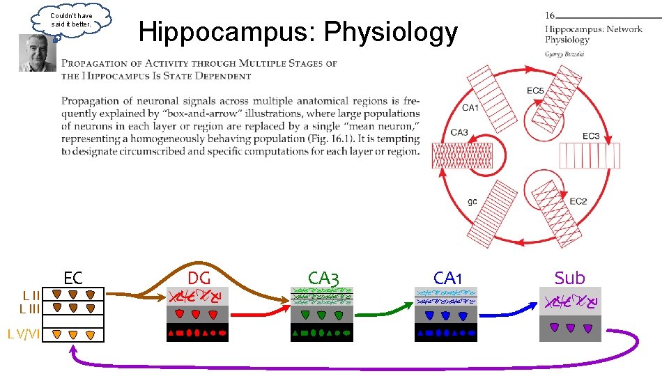 Couldn’t have said it better. L III L V/VI EC Hippocampus: Physiology DG CA Couldn’t have said it better. L III L V/VI EC Hippocampus: Physiology DG CA