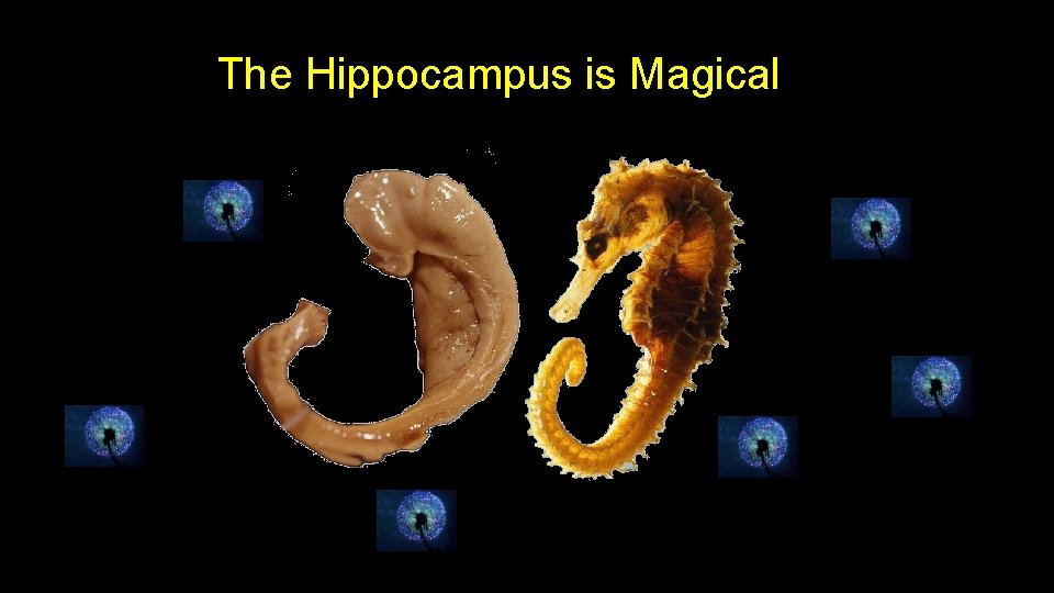 The Hippocampus is Magical The Hippocampus is Magical