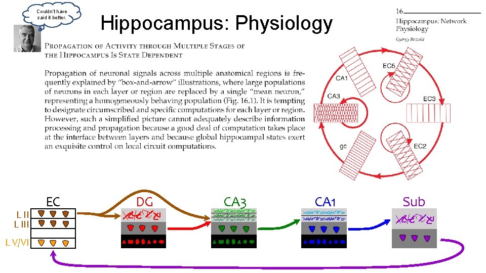 Couldn’t have said it better. L III L V/VI EC Hippocampus: Physiology DG CA Couldn’t have said it better. L III L V/VI EC Hippocampus: Physiology DG CA