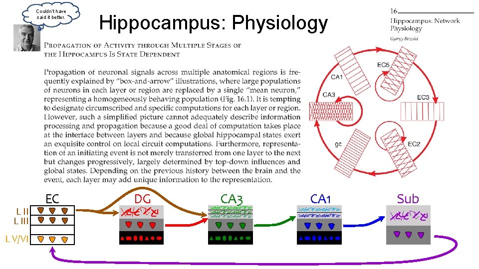 Couldn’t have said it better. L III L V/VI EC Hippocampus: Physiology DG CA Couldn’t have said it better. L III L V/VI EC Hippocampus: Physiology DG CA