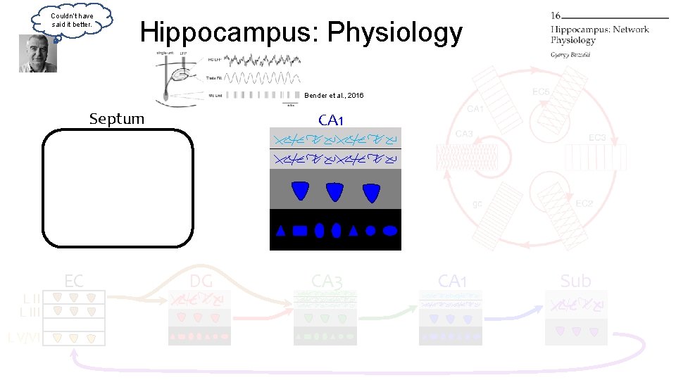 Couldn’t have said it better. Hippocampus: Physiology Bender et al. , 2016 Septum L Couldn’t have said it better. Hippocampus: Physiology Bender et al. , 2016 Septum L