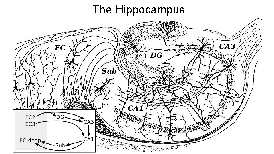 The Hippocampus The Hippocampus