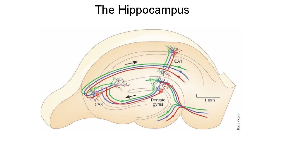 The Hippocampus The Hippocampus