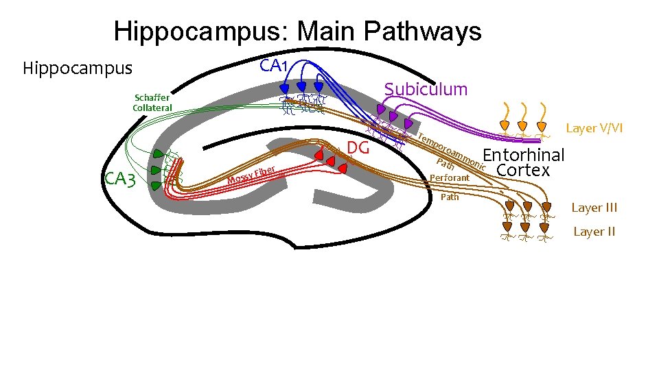 Hippocampus: Main Pathways Hippocampus CA 1 Subiculum Schaffer Collateral DG CA 3 ber y Hippocampus: Main Pathways Hippocampus CA 1 Subiculum Schaffer Collateral DG CA 3 ber y