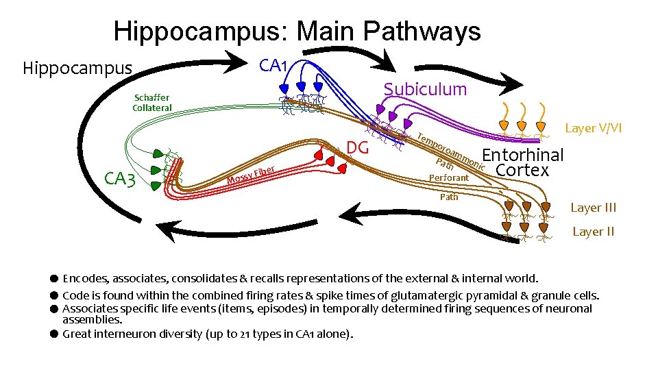 Hippocampus: Main Pathways Hippocampus CA 1 Subiculum Schaffer Collateral DG CA 3 ber y Hippocampus: Main Pathways Hippocampus CA 1 Subiculum Schaffer Collateral DG CA 3 ber y