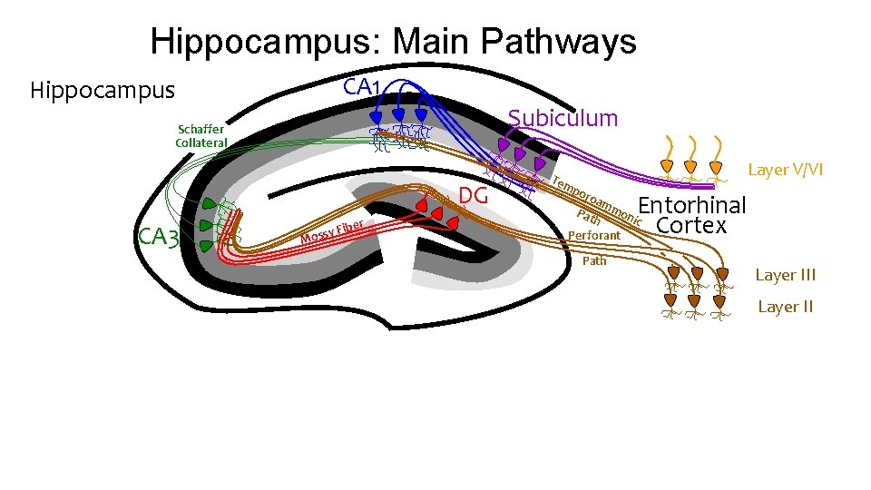Hippocampus: Main Pathways Hippocampus CA 1 Subiculum Schaffer Collateral DG CA 3 ber y Hippocampus: Main Pathways Hippocampus CA 1 Subiculum Schaffer Collateral DG CA 3 ber y