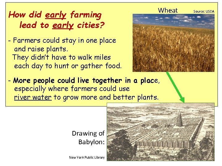 How did early farming lead to early cities? Wheat - Farmers could stay in