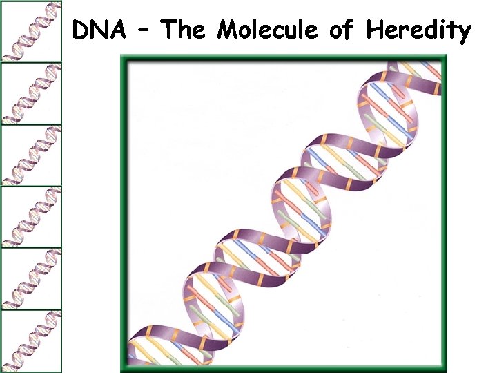 DNA – The Molecule of Heredity 