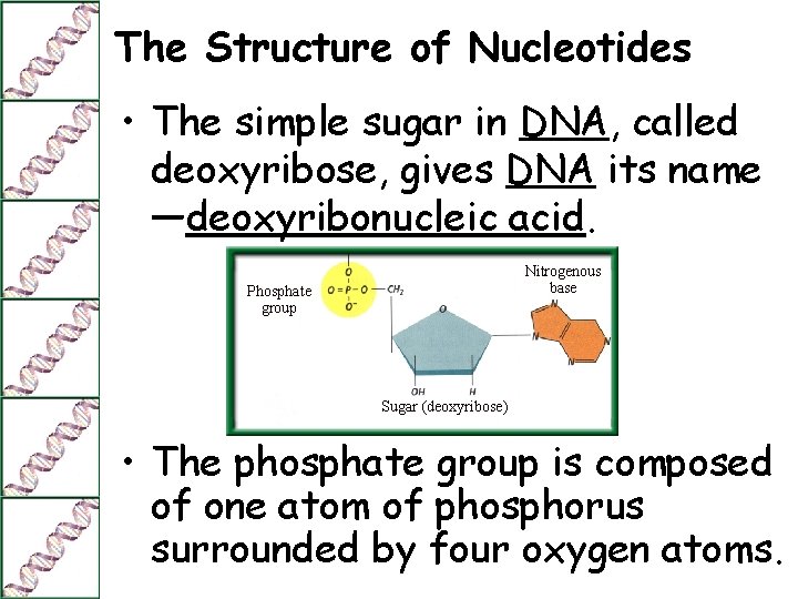 The Structure of Nucleotides • The simple sugar in DNA, called deoxyribose, gives DNA