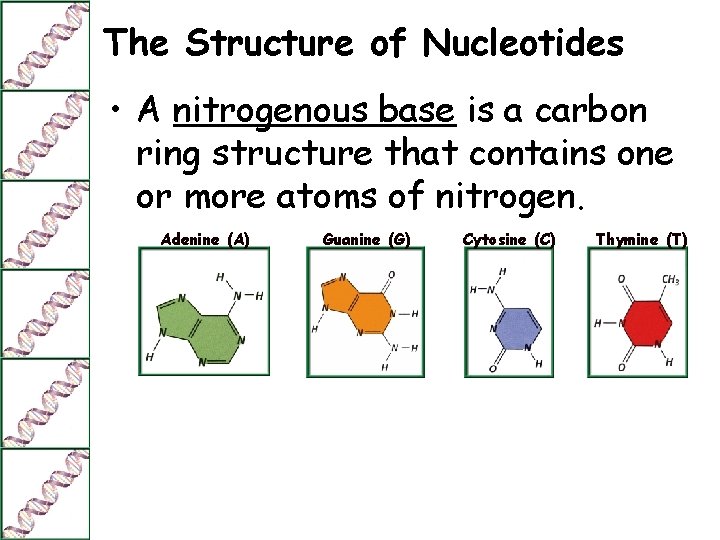 The Structure of Nucleotides • A nitrogenous base is a carbon ring structure that