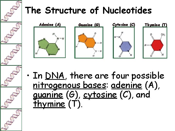 The Structure of Nucleotides Adenine (A) Guanine (G) Cytosine (C) Thymine (T) • In