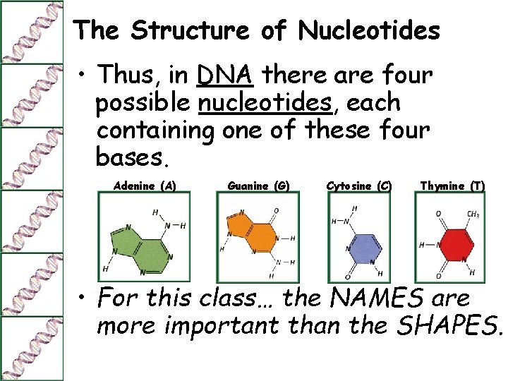 The Structure of Nucleotides • Thus, in DNA there are four possible nucleotides, each