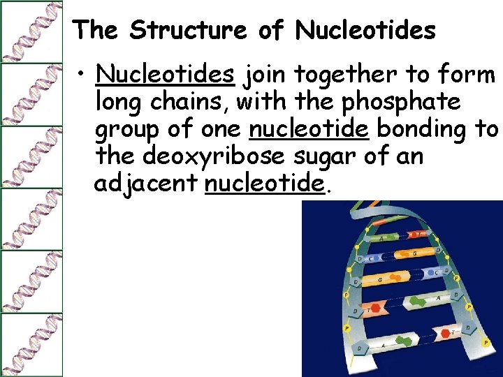 The Structure of Nucleotides • Nucleotides join together to form long chains, with the