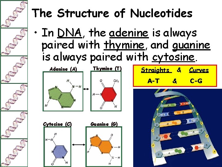 The Structure of Nucleotides • In DNA, the adenine is always paired with thymine,