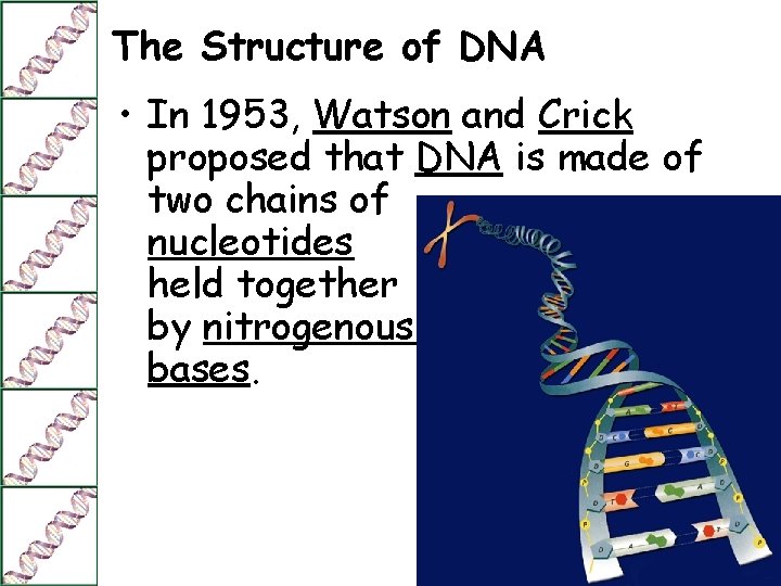 The Structure of DNA • In 1953, Watson and Crick proposed that DNA is