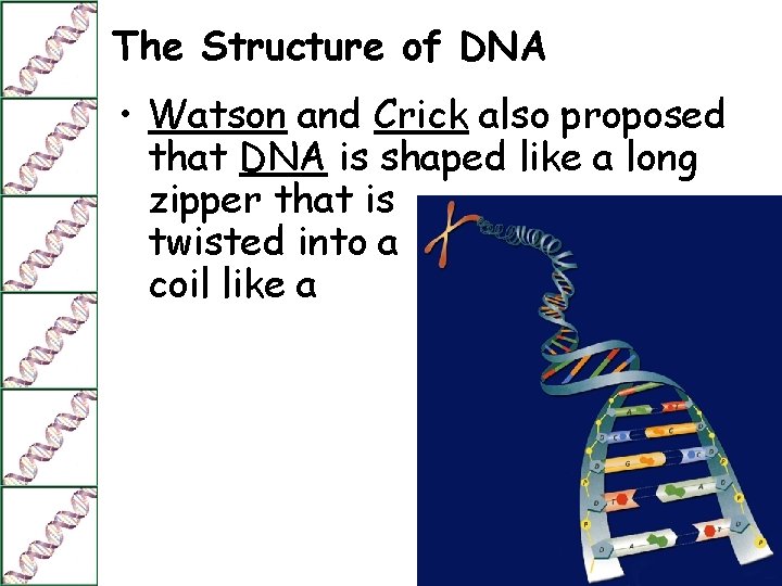 The Structure of DNA • Watson and Crick also proposed that DNA is shaped