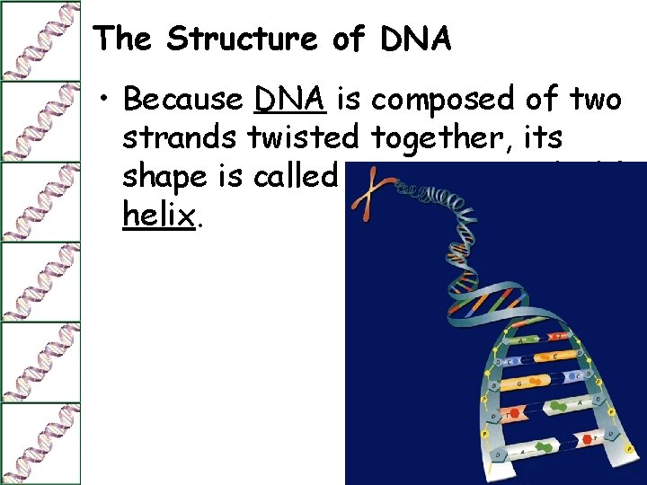 The Structure of DNA • Because DNA is composed of two strands twisted together,