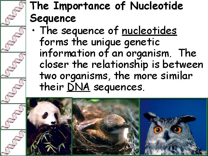 The Importance of Nucleotide Sequence • The sequence of nucleotides forms the unique genetic