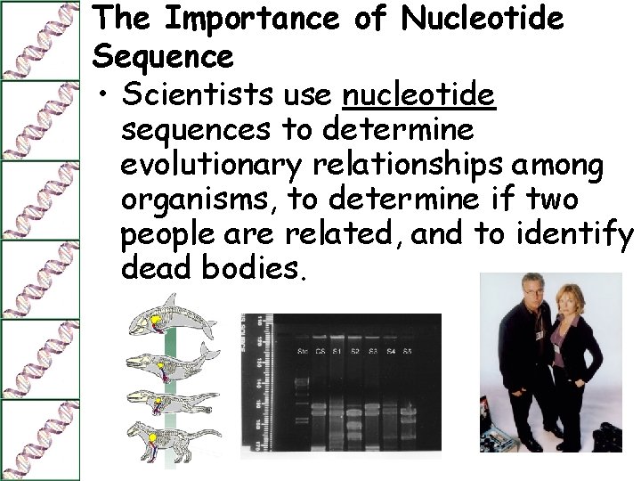 The Importance of Nucleotide Sequence • Scientists use nucleotide sequences to determine evolutionary relationships