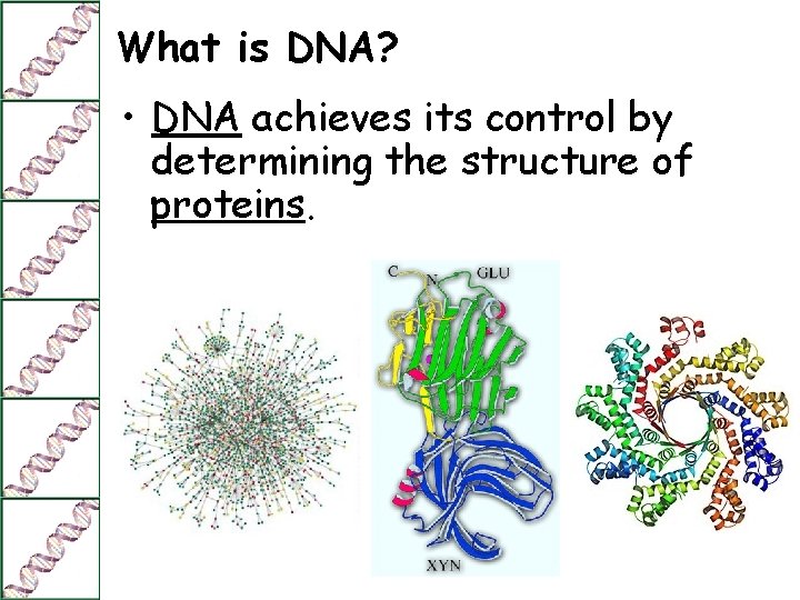 What is DNA? • DNA achieves its control by determining the structure of proteins.