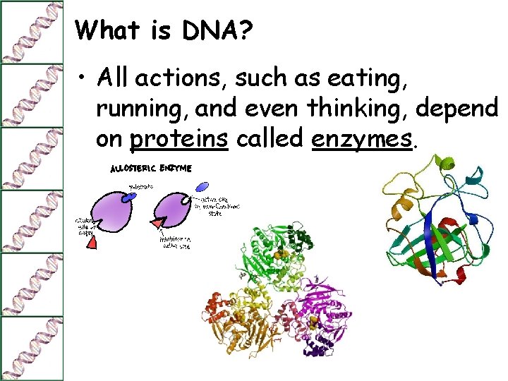 What is DNA? • All actions, such as eating, running, and even thinking, depend