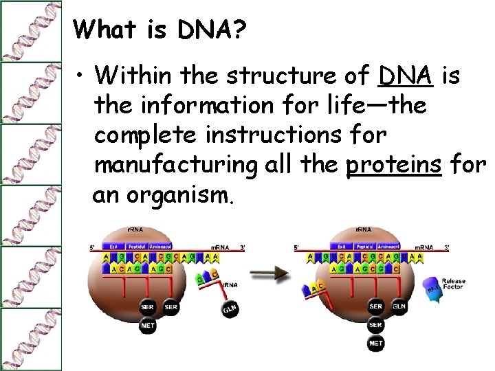 What is DNA? • Within the structure of DNA is the information for life—the