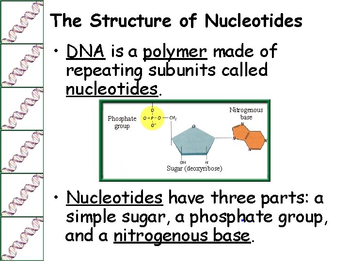 The Structure of Nucleotides • DNA is a polymer made of repeating subunits called