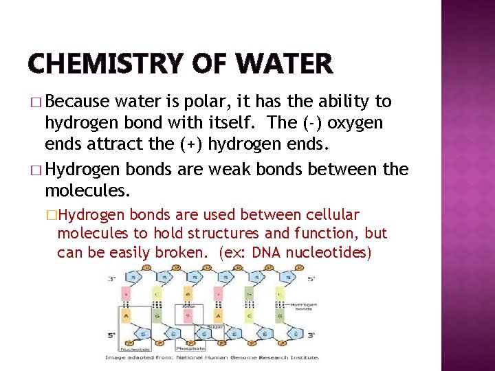 CHEMISTRY OF WATER � Because water is polar, it has the ability to hydrogen