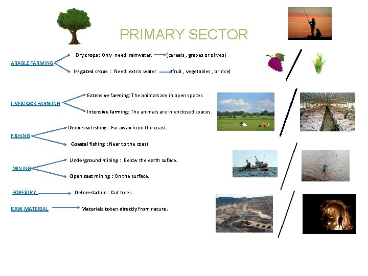 PRIMARY SECTOR Dry crops : Only need rainwater. (cereals , grapes or olives )