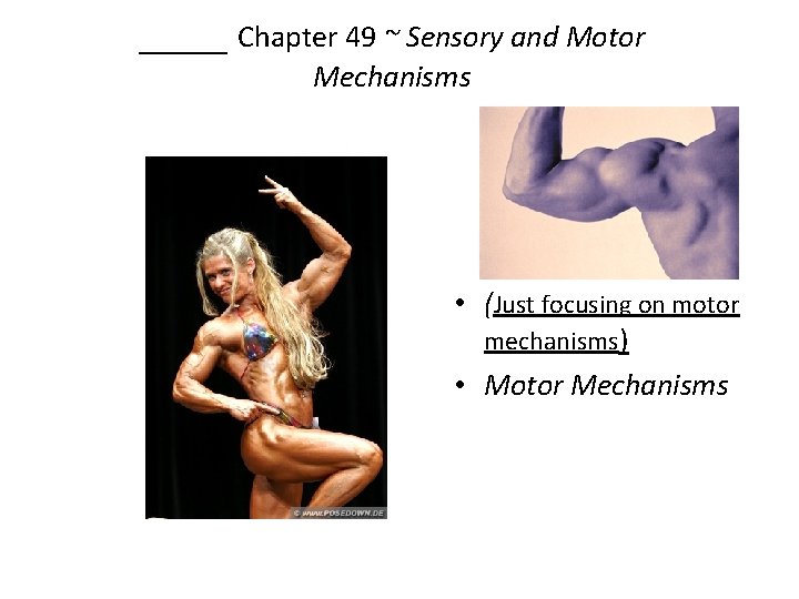 ____ Chapter 49 ~ Sensory and Motor Mechanisms • (Just focusing on motor mechanisms)