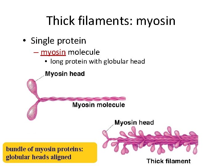 Thick filaments: myosin • Single protein – myosin molecule • long protein with globular