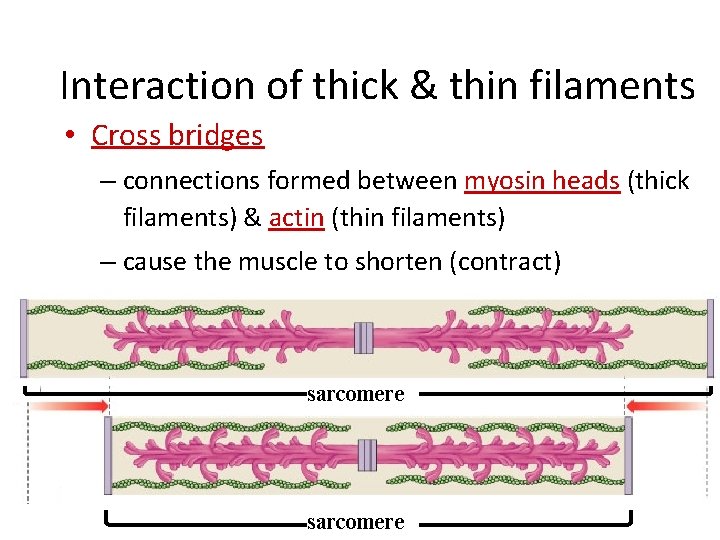 Interaction of thick & thin filaments • Cross bridges – connections formed between myosin