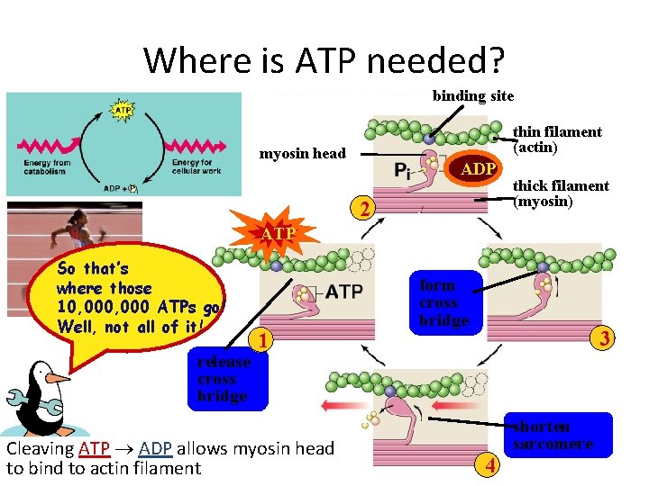 Where is ATP needed? binding site thin filament (actin) myosin head ADP 12 thick