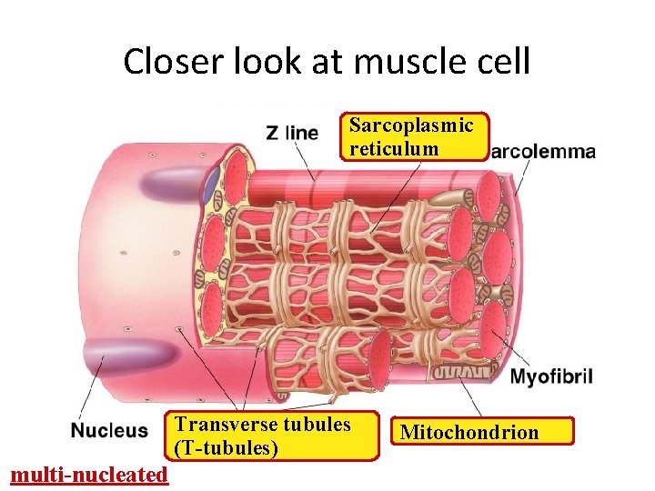 Closer look at muscle cell Sarcoplasmic reticulum Transverse tubules (T-tubules) multi-nucleated Mitochondrion 