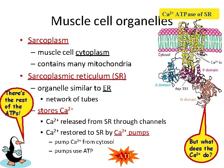 Ca 2+ ATPase of SR Muscle cell organelles • Sarcoplasm – muscle cell cytoplasm