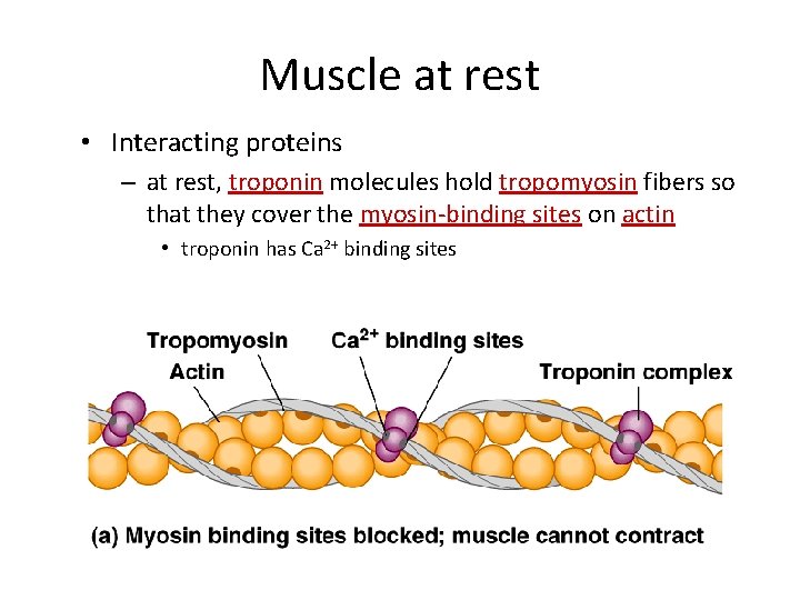 Muscle at rest • Interacting proteins – at rest, troponin molecules hold tropomyosin fibers