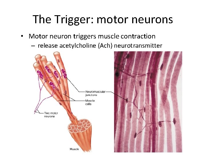 The Trigger: motor neurons • Motor neuron triggers muscle contraction – release acetylcholine (Ach)