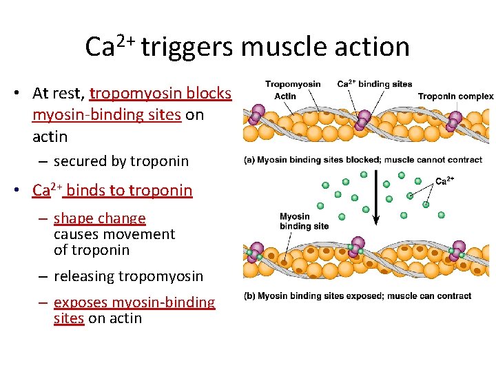 Ca 2+ triggers muscle action • At rest, tropomyosin blocks myosin-binding sites on actin