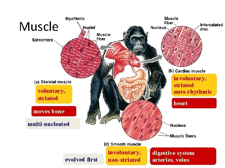Muscle involuntary, striated auto-rhythmic voluntary, striated heart moves bone multi-nucleated evolved first involuntary, non-striated