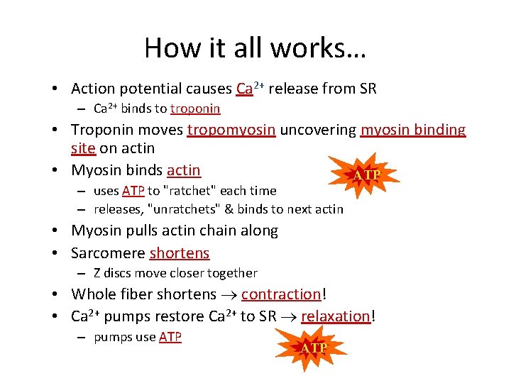 How it all works… • Action potential causes Ca 2+ release from SR –