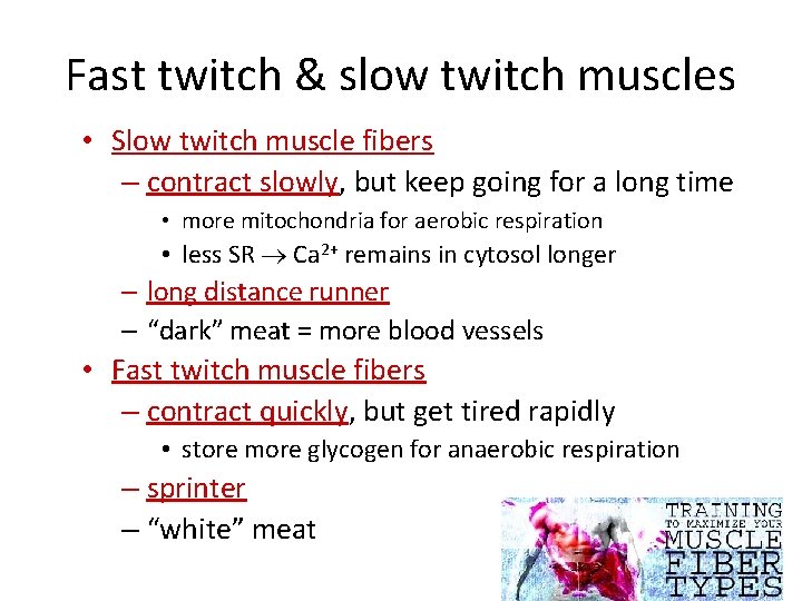 Fast twitch & slow twitch muscles • Slow twitch muscle fibers – contract slowly,